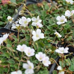 Pumpava 'Bishop's Form White' - Erodium variabile 'Bishop's Form White'