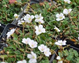 Pumpava 'Bishop's Form White'