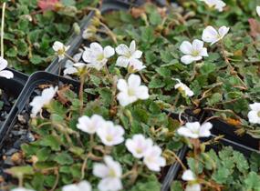 Pumpava 'Bishop's Form White' - Erodium variabile 'Bishop's Form White'