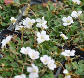 Pumpava 'Bishop's Form White' - Erodium variabile 'Bishop's Form White'