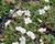 Pumpava 'Bishop's Form White'