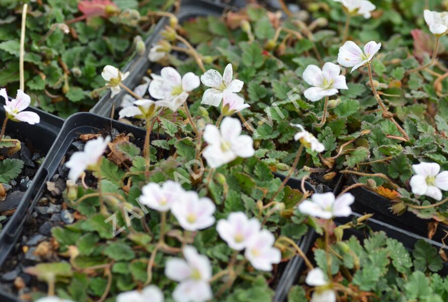 Pumpava 'Bishop's Form White' - Erodium variabile 'Bishop's Form White'