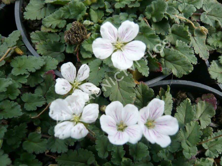 Pumpava 'Bishop's Form White' - Erodium variabile 'Bishop's Form White'