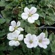 Pumpava 'Bishop's Form White' - Erodium variabile 'Bishop's Form White'