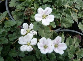 Pumpava 'Bishop's Form White' - Erodium variabile 'Bishop's Form White'