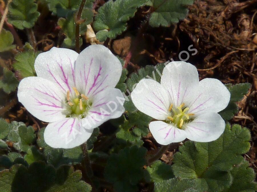 Pumpava 'Bishop's Form White' - Erodium variabile 'Bishop's Form White'
