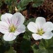 Pumpava 'Bishop's Form White' - Erodium variabile 'Bishop's Form White'