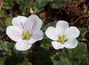 Pumpava 'Bishop's Form White' - Erodium variabile 'Bishop's Form White'