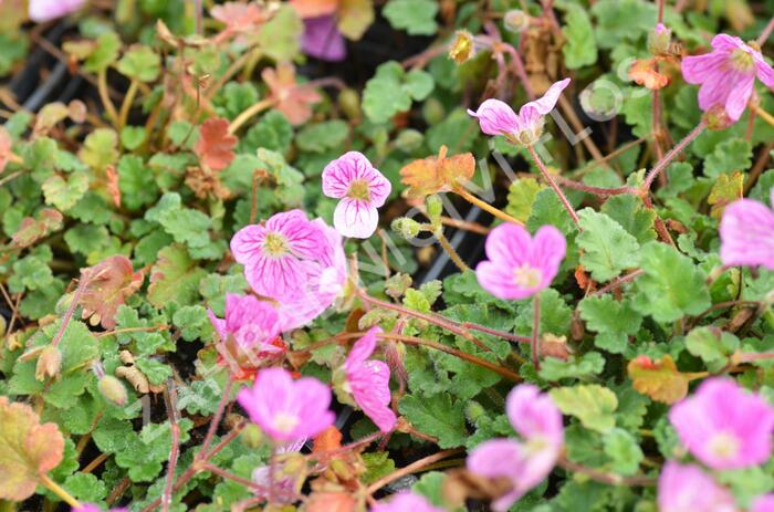 Pumpava 'Bishop's Form Rose' - Erodium variabile 'Bishop's Form Rose'