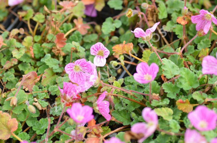 Pumpava 'Bishop's Form Rose' - Erodium variabile 'Bishop's Form Rose'