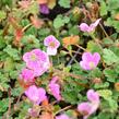 Pumpava 'Bishop's Form Rose' - Erodium variabile 'Bishop's Form Rose'