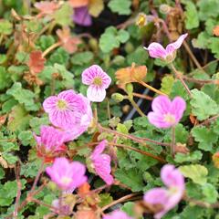 Pumpava 'Bishop's Form Rose' - Erodium variabile 'Bishop's Form Rose'