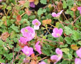Pumpava 'Bishop's Form Rose'