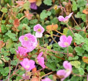 Pumpava 'Bishop's Form Rose' - Erodium variabile 'Bishop's Form Rose'