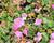 Pumpava 'Bishop's Form Rose'