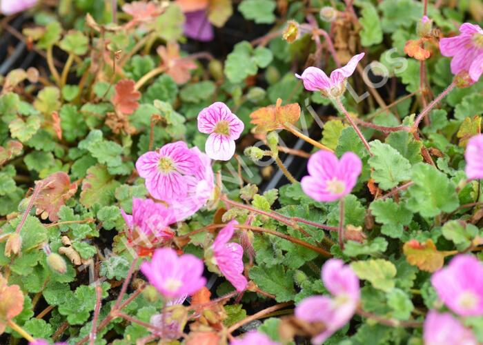 Pumpava 'Bishop's Form Rose' - Erodium variabile 'Bishop's Form Rose'