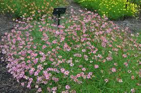 Krásnoočko přeslenité 'Limerock Passion' - Coreopsis verticillata 'Limerock Passion'