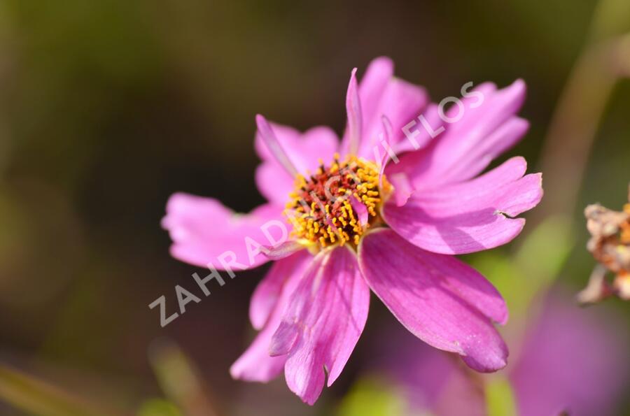 Krásnoočko přeslenité 'Limerock Passion' - Coreopsis verticillata 'Limerock Passion'