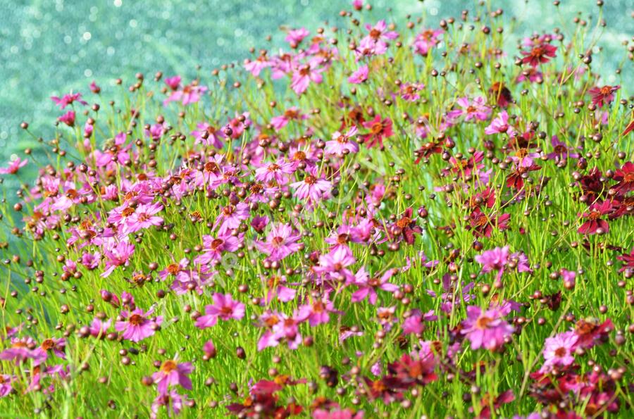 Krásnoočko přeslenité 'Limerock Passion' - Coreopsis verticillata 'Limerock Passion'
