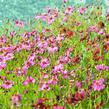 Krásnoočko přeslenité 'Limerock Passion' - Coreopsis verticillata 'Limerock Passion'