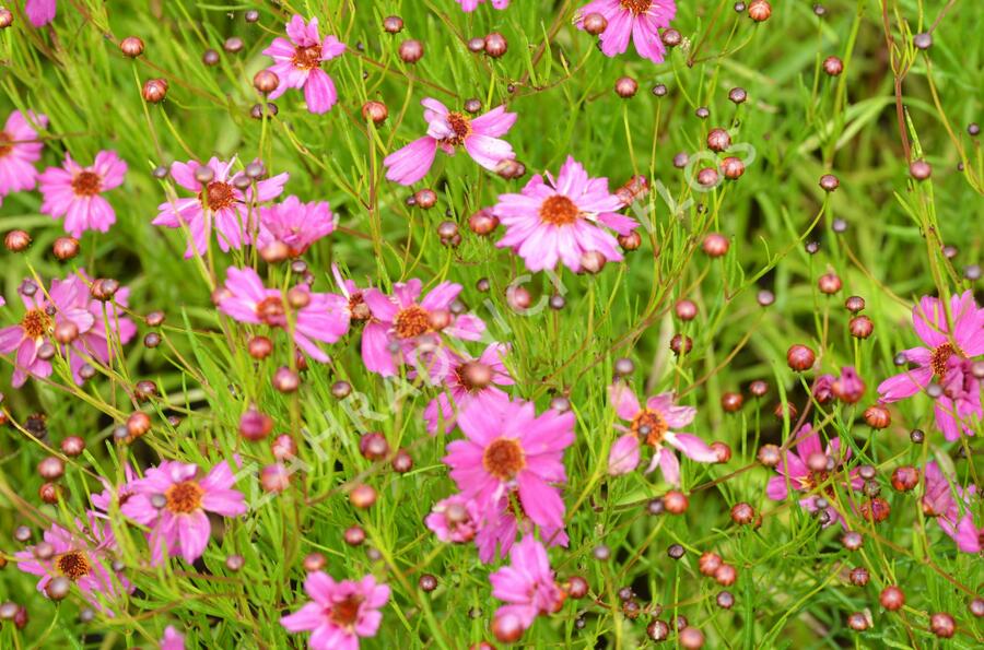 Krásnoočko přeslenité 'Limerock Passion' - Coreopsis verticillata 'Limerock Passion'