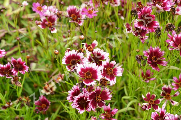 Krásnoočko přeslenité 'Fruit Punch' - Coreopsis verticillata 'Fruit Punch'