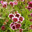 Krásnoočko přeslenité 'Fruit Punch' - Coreopsis verticillata 'Fruit Punch'