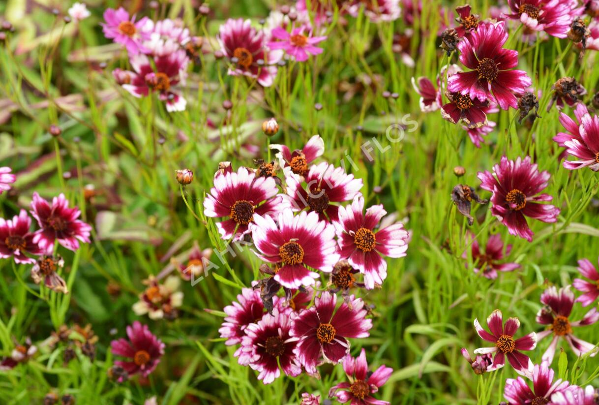 Krásnoočko přeslenité 'Fruit Punch' - Coreopsis verticillata 'Fruit Punch'
