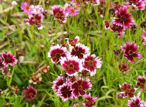 Krásnoočko přeslenité 'Fruit Punch' - Coreopsis verticillata 'Fruit Punch'