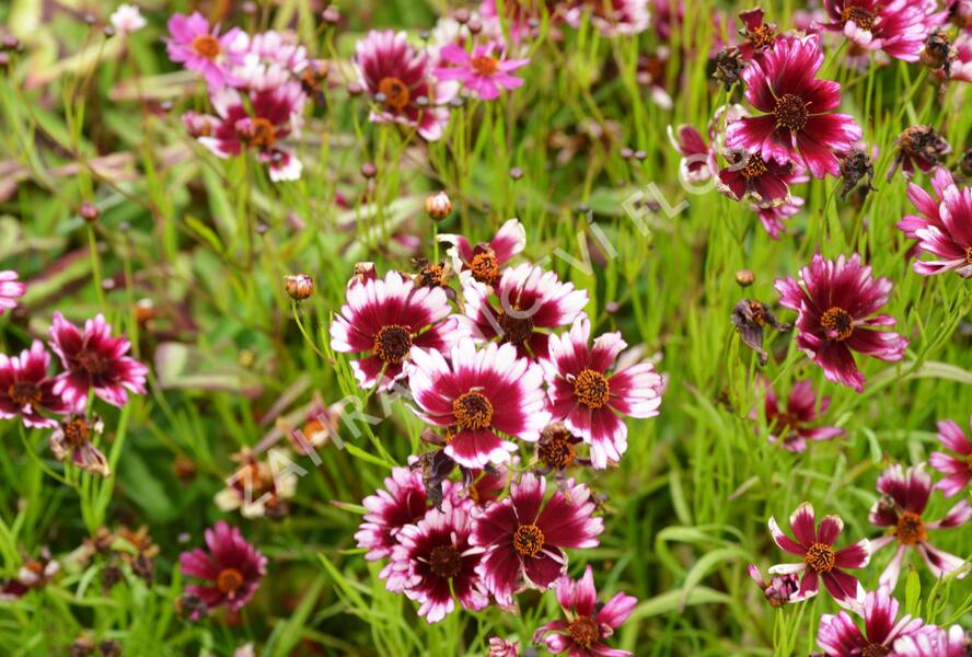 Krásnoočko přeslenité 'Fruit Punch' - Coreopsis verticillata 'Fruit Punch'