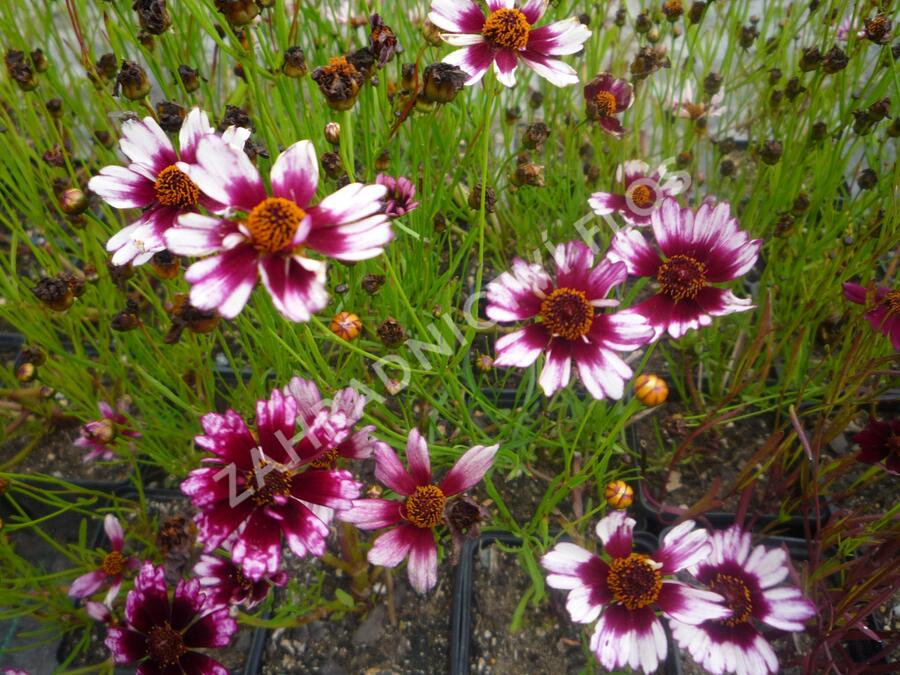 Krásnoočko přeslenité 'Fruit Punch' - Coreopsis verticillata 'Fruit Punch'
