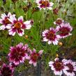 Krásnoočko přeslenité 'Fruit Punch' - Coreopsis verticillata 'Fruit Punch'