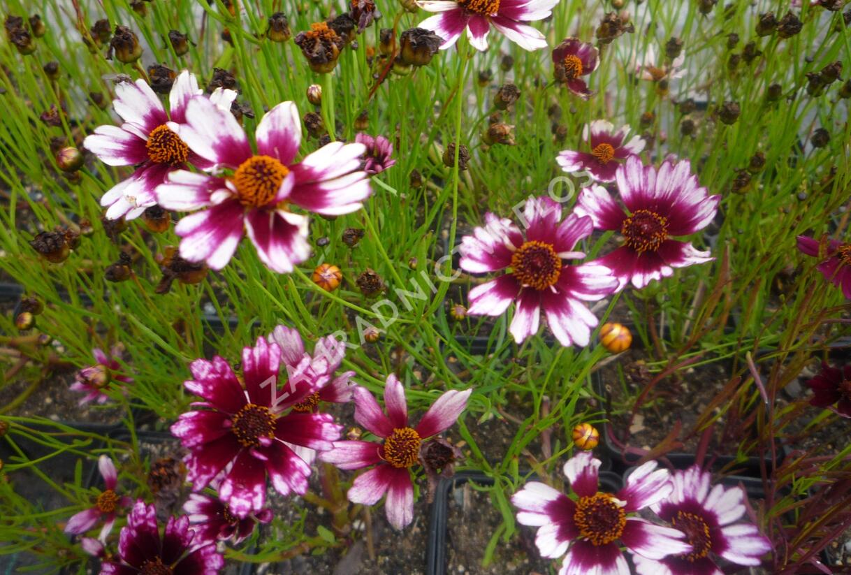 Krásnoočko přeslenité 'Fruit Punch' - Coreopsis verticillata 'Fruit Punch'