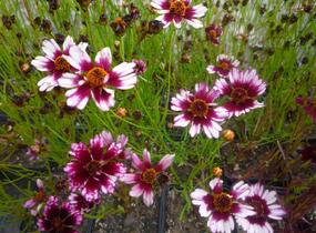 Krásnoočko přeslenité 'Fruit Punch' - Coreopsis verticillata 'Fruit Punch'