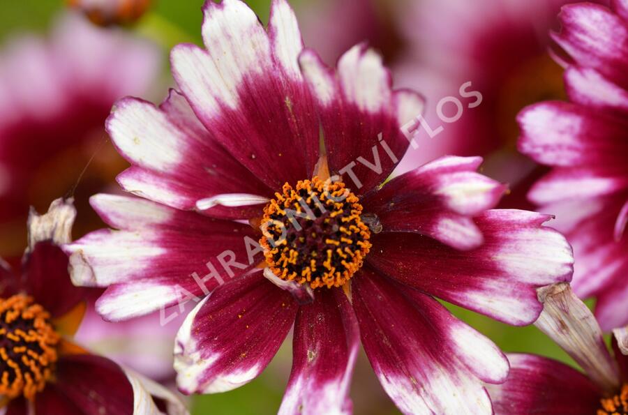 Krásnoočko přeslenité 'Fruit Punch' - Coreopsis verticillata 'Fruit Punch'
