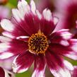 Krásnoočko přeslenité 'Fruit Punch' - Coreopsis verticillata 'Fruit Punch'