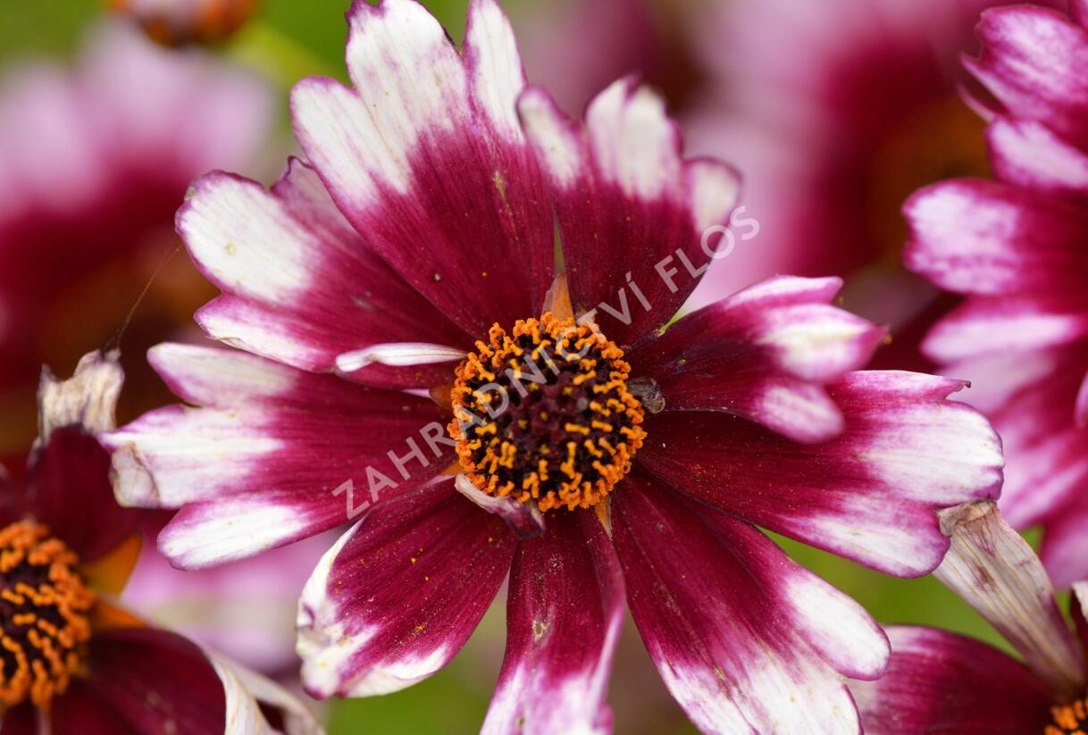Krásnoočko přeslenité 'Fruit Punch' - Coreopsis verticillata 'Fruit Punch'