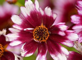 Krásnoočko přeslenité 'Fruit Punch' - Coreopsis verticillata 'Fruit Punch'