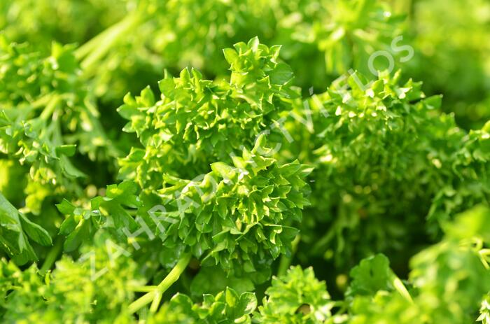 Petržel zahradní 'Mooskrause' - Petroselinum crispum 'Mooskrause'