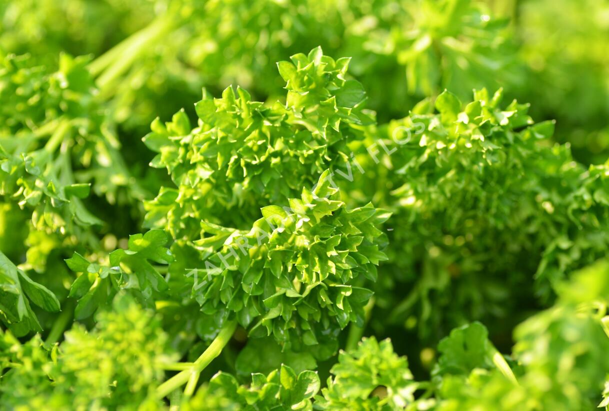Petržel zahradní 'Mooskrause' - Petroselinum crispum 'Mooskrause'