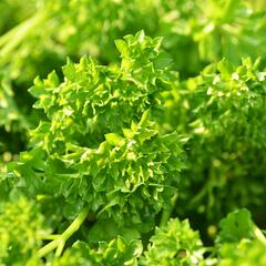 Petržel zahradní 'Mooskrause' - Petroselinum crispum 'Mooskrause'