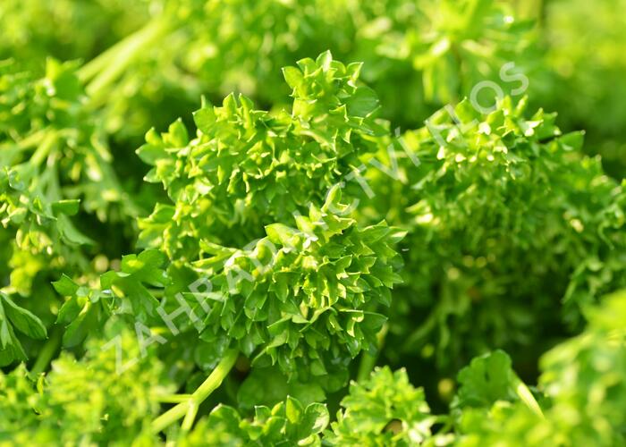 Petržel zahradní 'Mooskrause' - Petroselinum crispum 'Mooskrause'