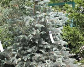 Smrk pichlavý 'Blue Diamont'