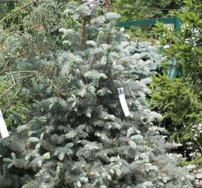 Smrk pichlavý 'Blue Diamont' - Picea pungens 'Blue Diamont'