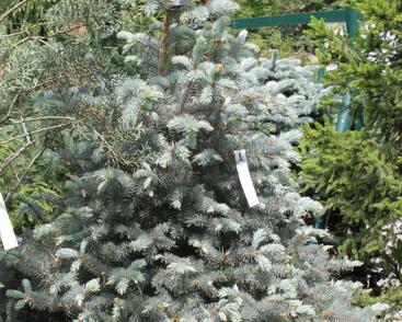 Smrk pichlavý 'Blue Diamont'