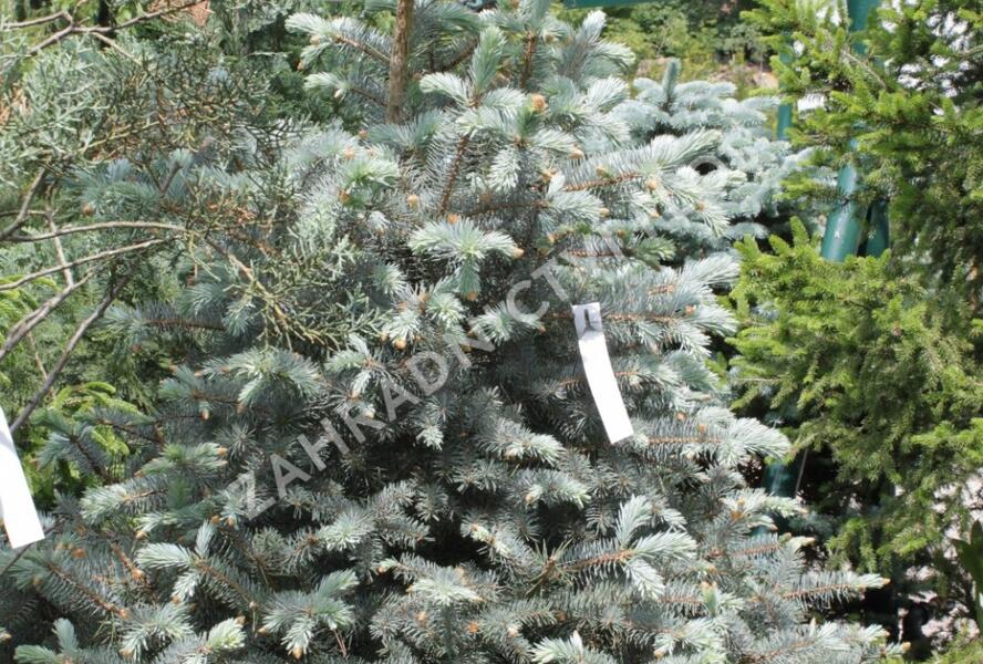 Smrk pichlavý 'Blue Diamont' - Picea pungens 'Blue Diamont'