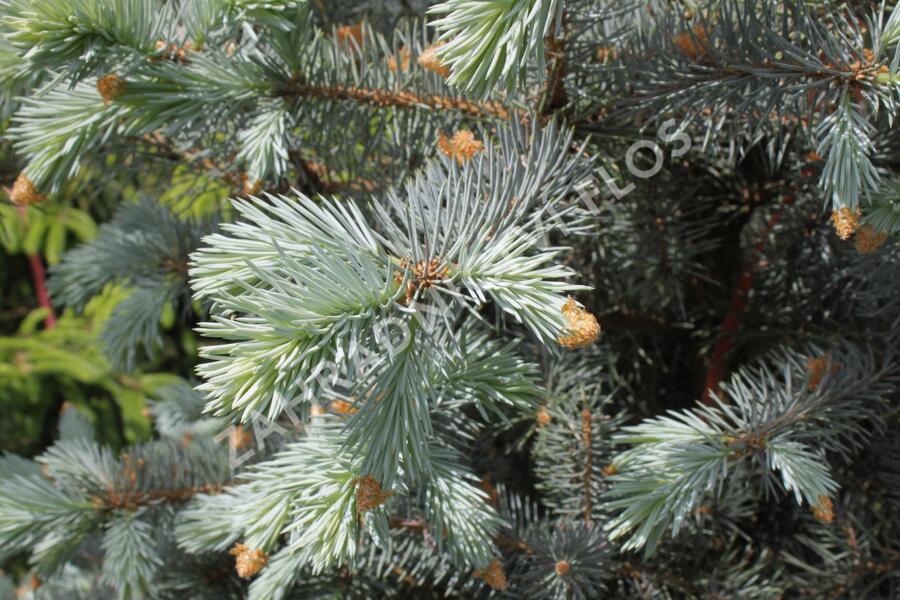 Smrk pichlavý 'Blue Diamont' - Picea pungens 'Blue Diamont'