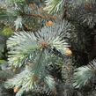 Smrk pichlavý 'Blue Diamont' - Picea pungens 'Blue Diamont'
