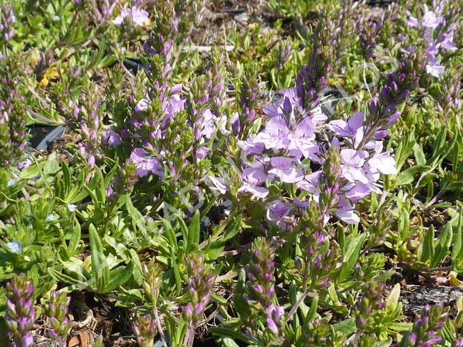 Rozrazil rozprostřený 'Missis Holt' - Veronica prostrata 'Missis Holt'