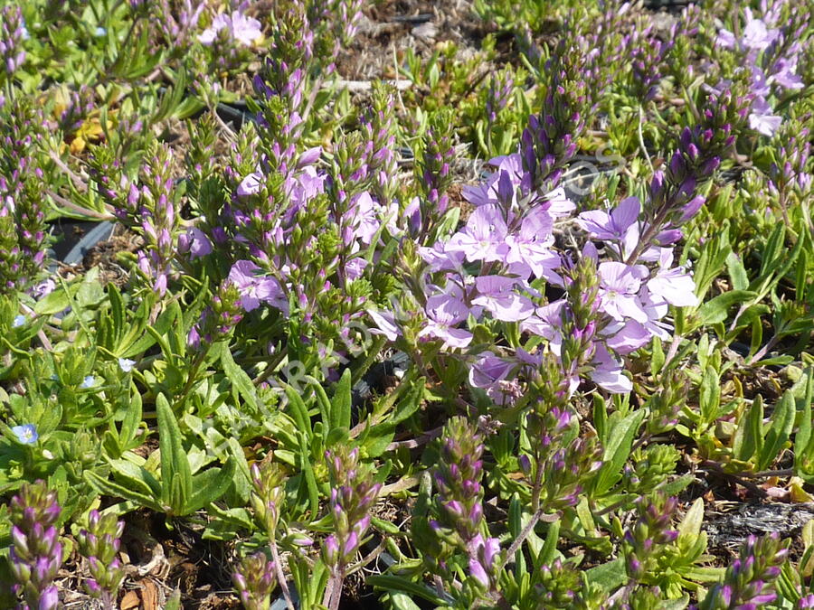 Rozrazil rozprostřený 'Missis Holt' - Veronica prostrata 'Missis Holt'